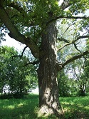 Дерево Беленый дуб